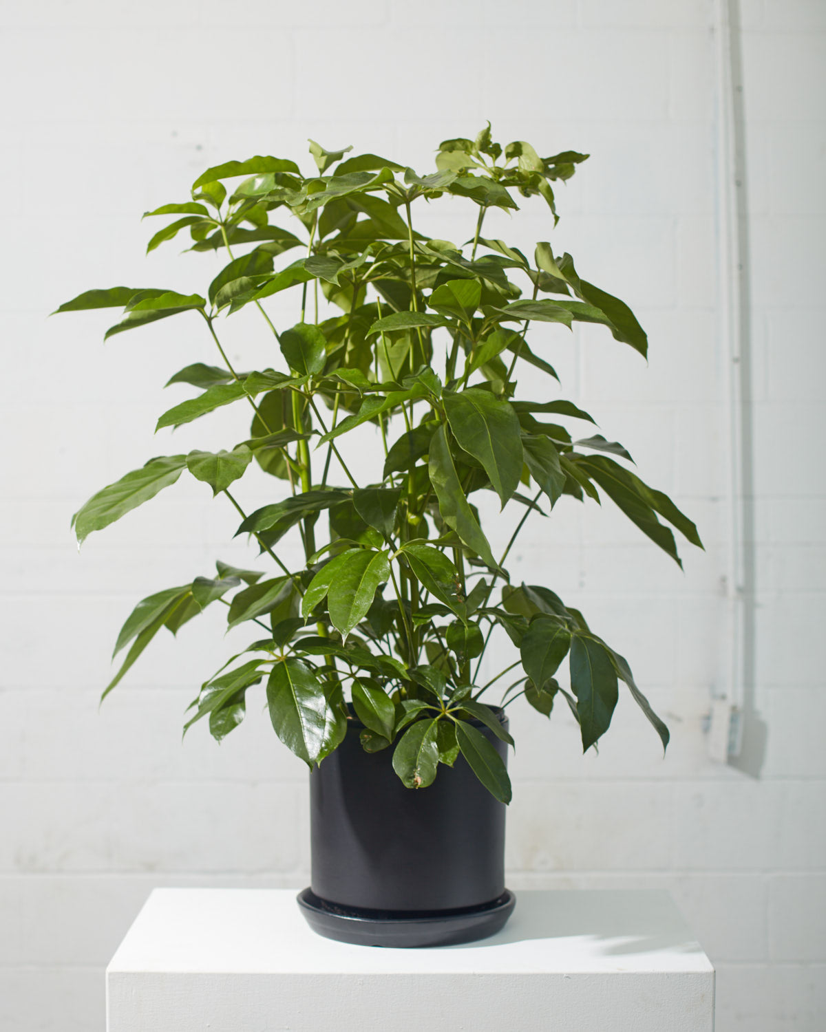 Amate Umbrella Tree: Schefflera actinophylla - 10 inch pot - 4-4.5 foot tall
