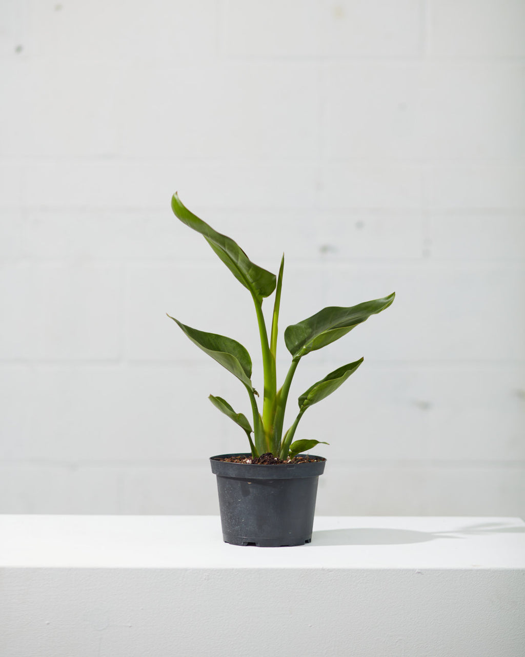 White Bird of Paradise: Strelitzia nicolai - 6 inch pot