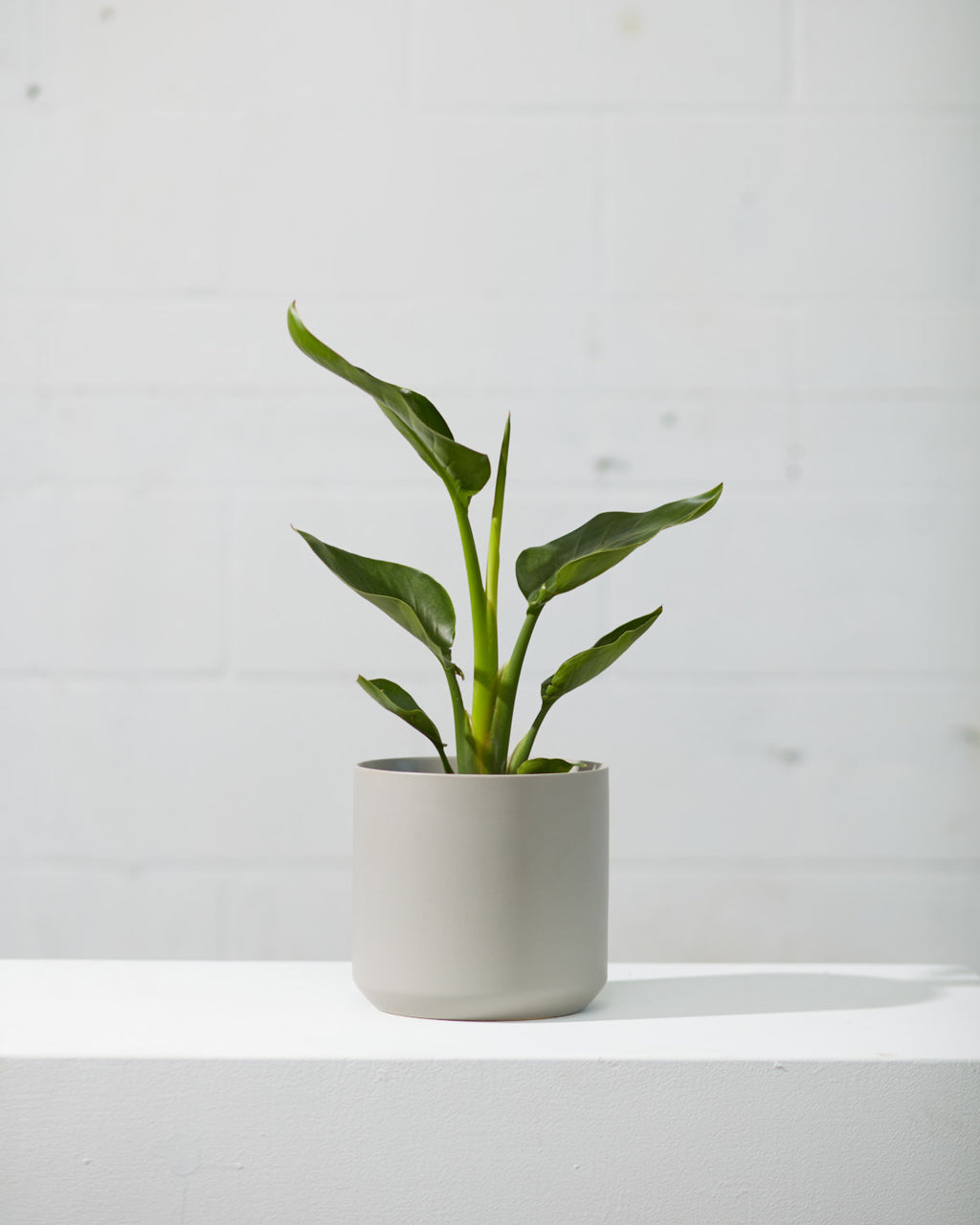 White Bird of Paradise: Strelitzia nicolai - 6 inch pot