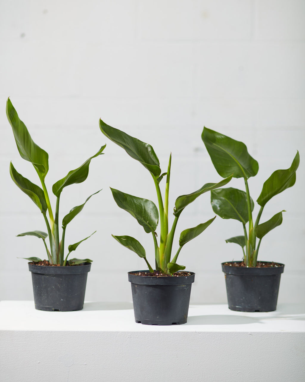 White Bird of Paradise: Strelitzia nicolai - 6 inch pot