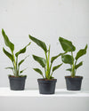 BIRD OF PARADISE' (STRELITZIA NICOLAI) 6" Grower Pot