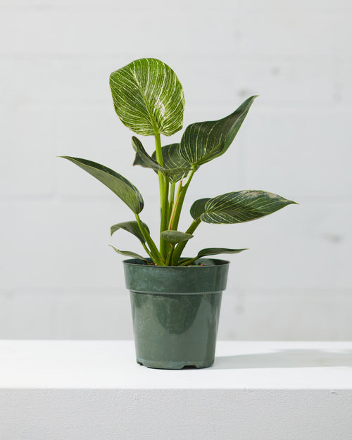 Birkin Plant: Philodendron - 6 inch pot