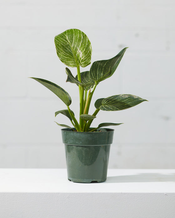 PHILODENDRON BIRKIN 6" Grower Pot