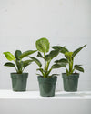 PHILODENDRON BIRKIN 6" Grower Pot