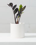 Black ZZ Plant: Zamioculcas zamiifolia 'Raven' - 4 inch pot