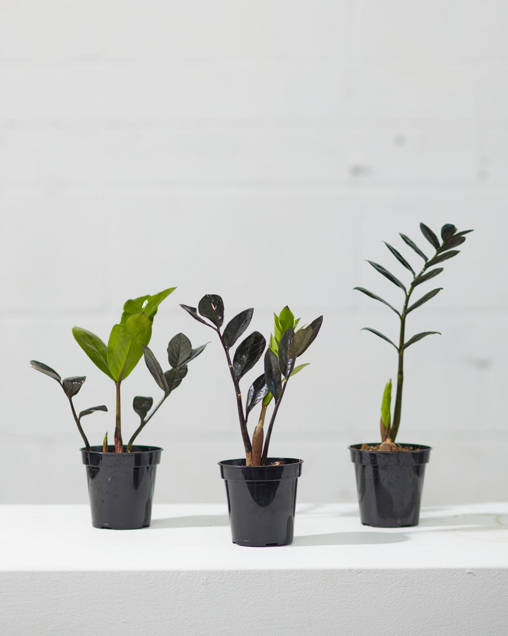 Black ZZ Plant: Zamioculcas zamiifolia 'Raven' - 4 inch pot