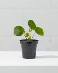 Pass It On Plant: Pilea peperomioides - 4 inch pot