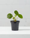 PILEA PEPEROMIOIDES’ 4" Grower Pot