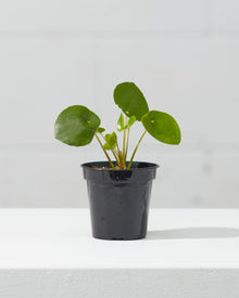  PILEA PEPEROMIOIDES’ 4" Grower Pot