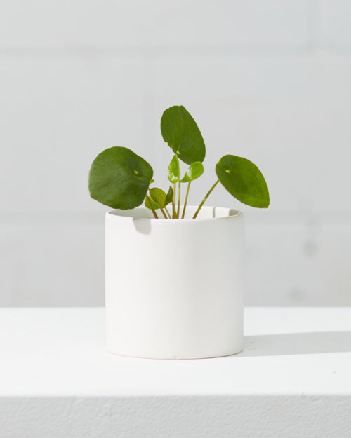 Pass It On Plant: Pilea peperomioides - 4 inch pot