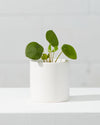 PILEA PEPEROMIOIDES’ 4" Grower Pot