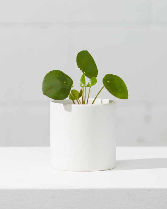 PILEA PEPEROMIOIDES’ 4" Grower Pot