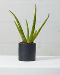 Aloe Vera: Aloe barbadensis - 4 inch pot