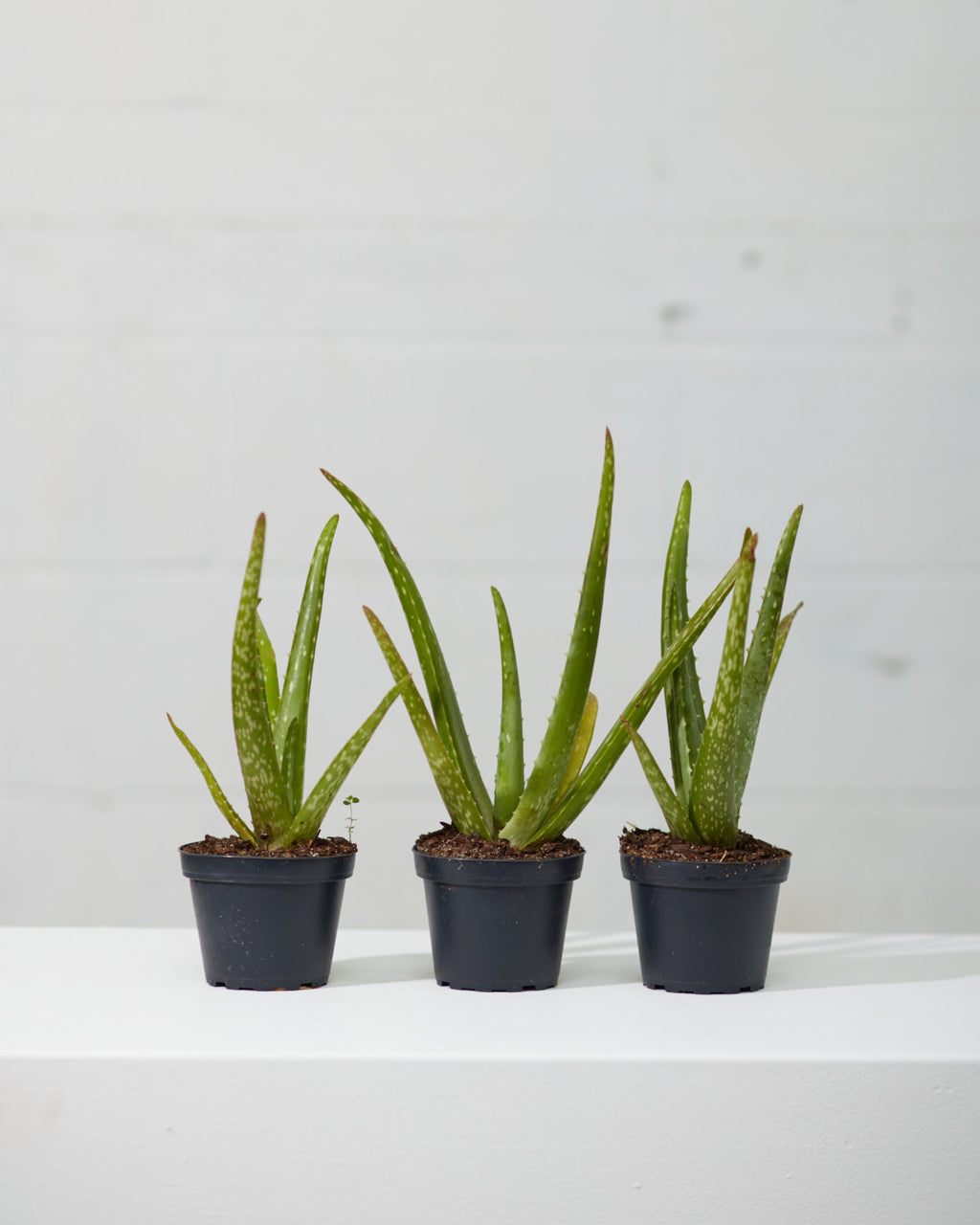 Aloe Vera: Aloe barbadensis - 4 inch pot