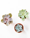 SUCCULENT TRIO - GROWER'S CHOICE 2" Grower Pot