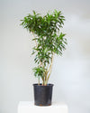 DRACAENA REFLEXA 14 Inch. Grower Pot (5-6' tall)