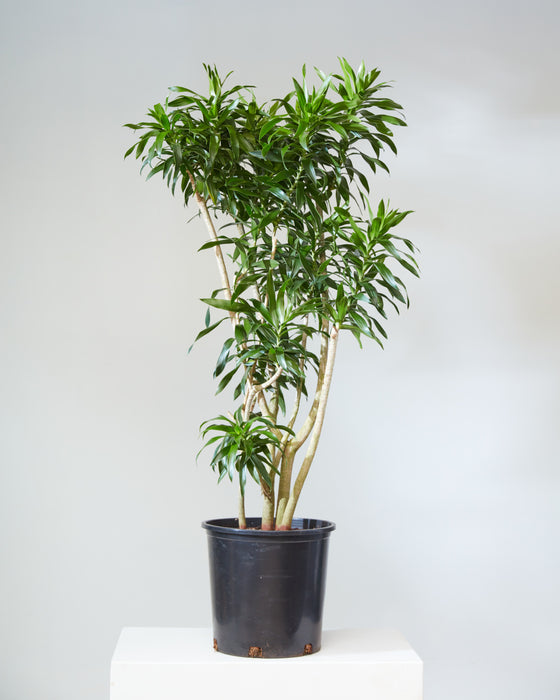 DRACAENA REFLEXA 14 Inch. Grower Pot (5-6' tall)