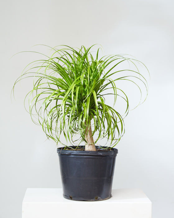 PONYTAIL PALM 14 INCH. Grower Pot