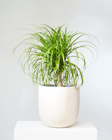  PONYTAIL PALM 14 INCH. Grower Pot