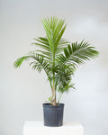 Majesty Palm: Ravenea rivularis - 12 inch pot - 4.5-5.5 foot tall