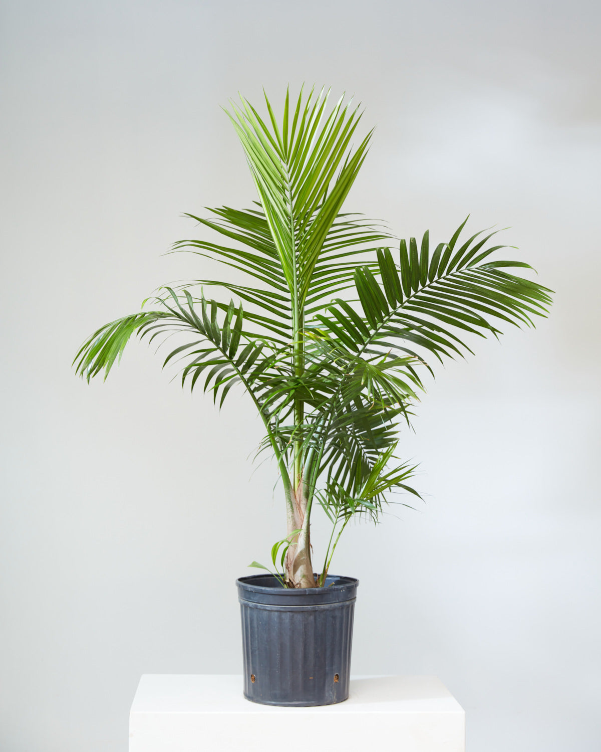 Majesty Palm: Ravenea rivularis - 12 inch pot - 4.5-5.5 foot tall