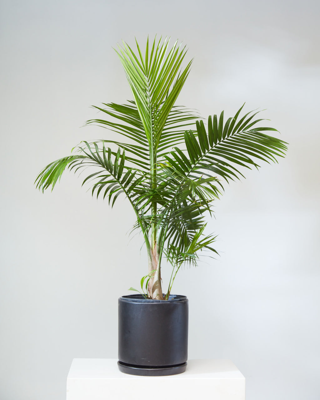 Majesty Palm: Ravenea rivularis - 12 inch pot - 4.5-5.5 foot tall