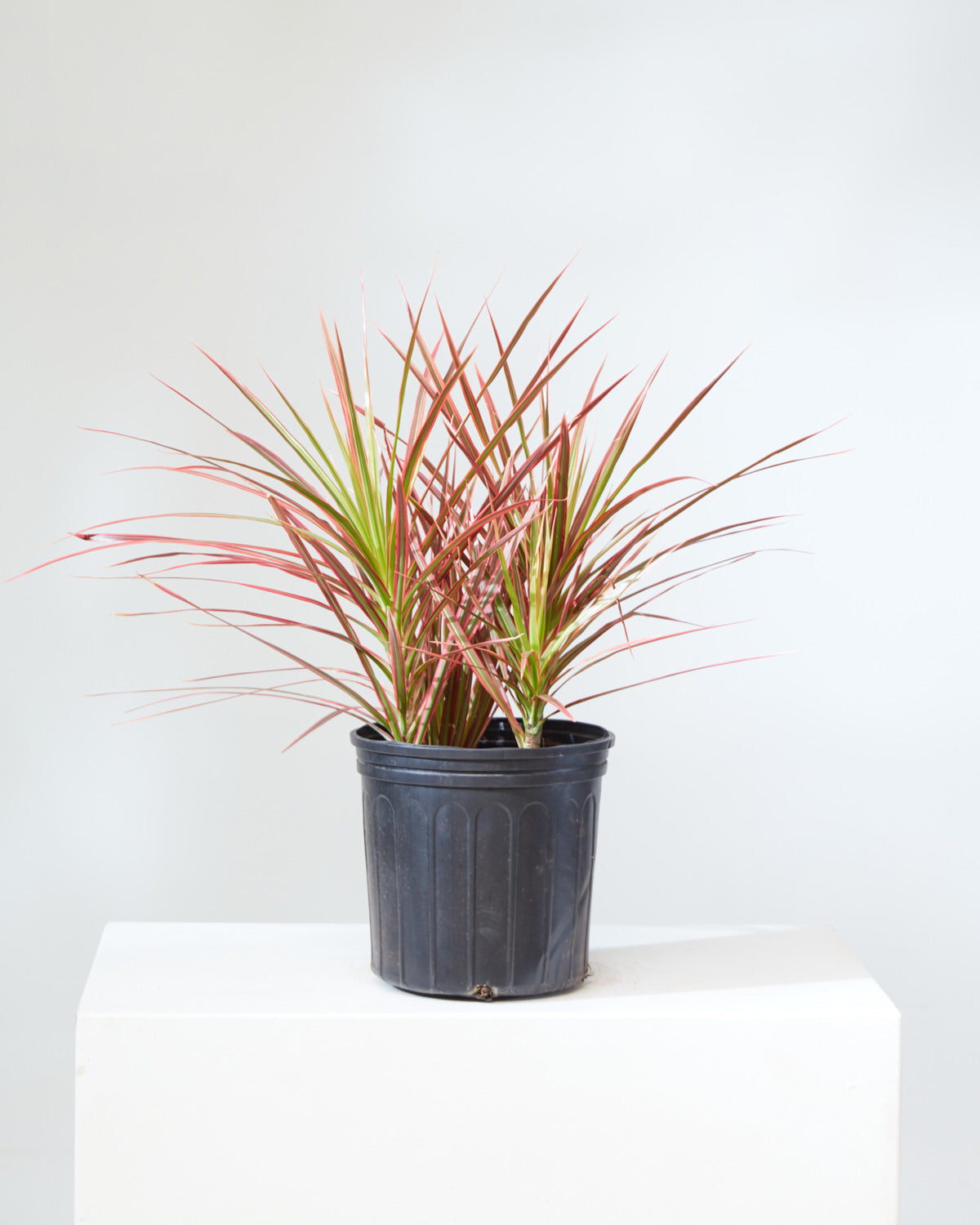 Colorama Dragon Bush: Dracaena marginata - 10 inch pot - 3-4 foot tall