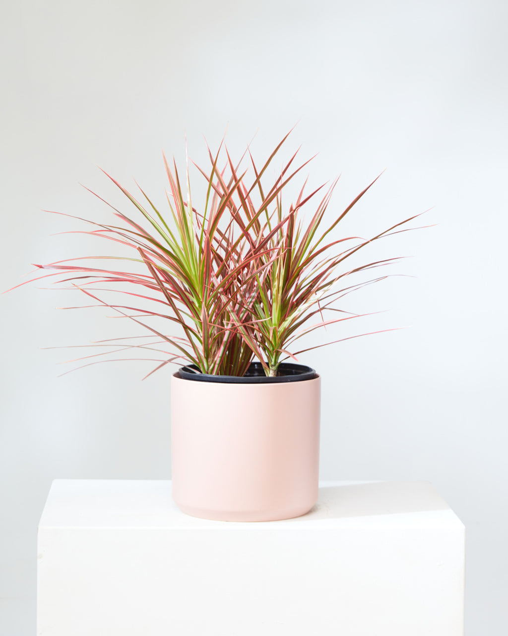 Colorama Dragon Bush: Dracaena marginata - 10 inch pot - 3-4 foot tall