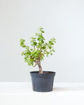 Elephant Bush Jade Bonsai: Portulacaria afra - 6 inch pot