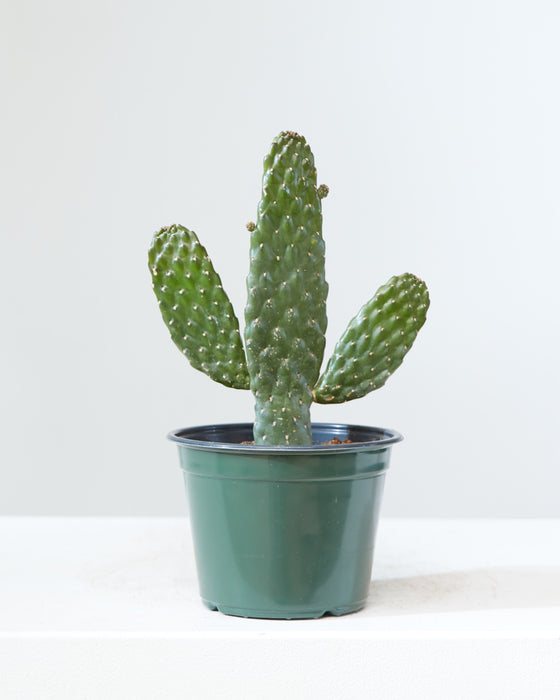 CARTOON' CACTUS Small 6" Grower Pot