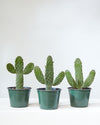 CARTOON' CACTUS Small 6" Grower Pot