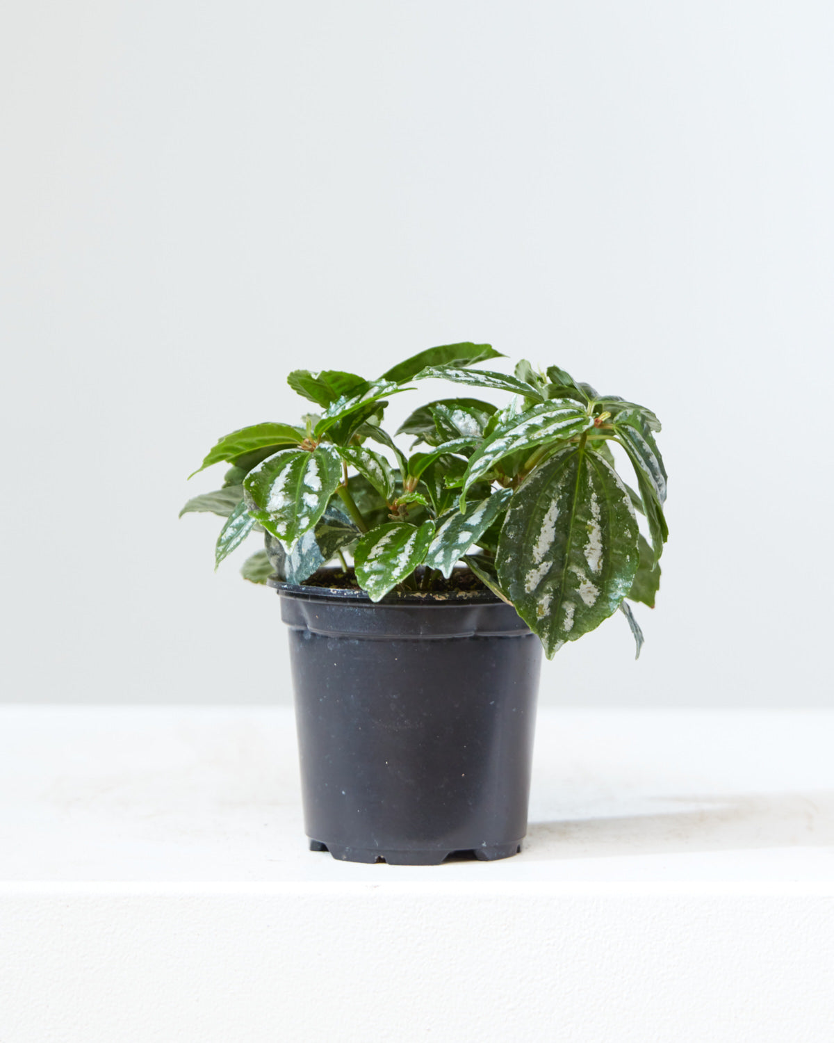 Silver Cloud Aluminum Plant: Pilea pubescens - 4 inch pot