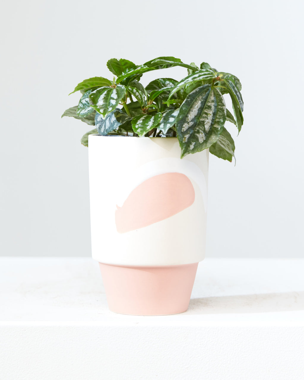 Silver Cloud Aluminum Plant: Pilea pubescens - 4 inch pot