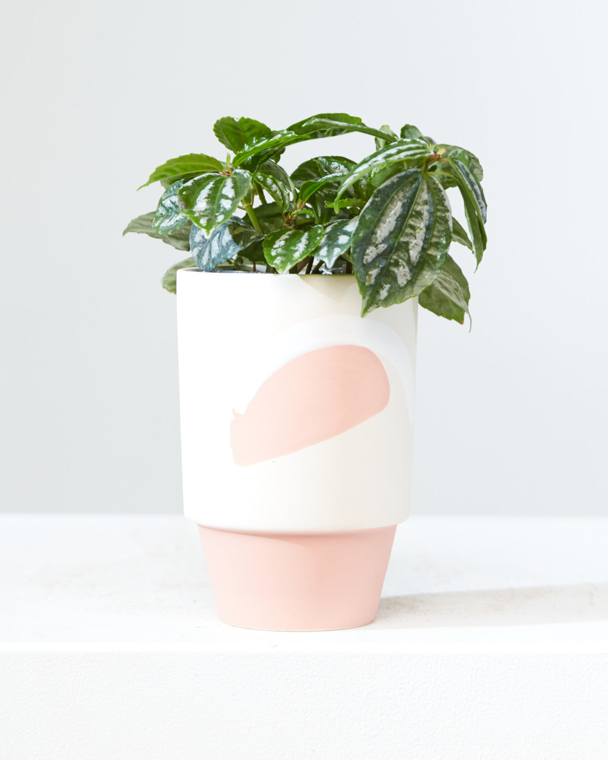 Silver Cloud Aluminum Plant: Pilea pubescens - 4 inch pot