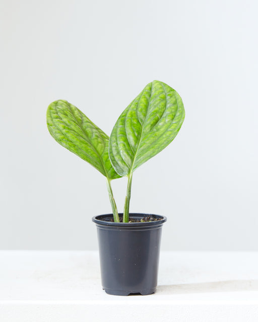 Monstera Peru: Monstera karstenianum - 4 inch pot
