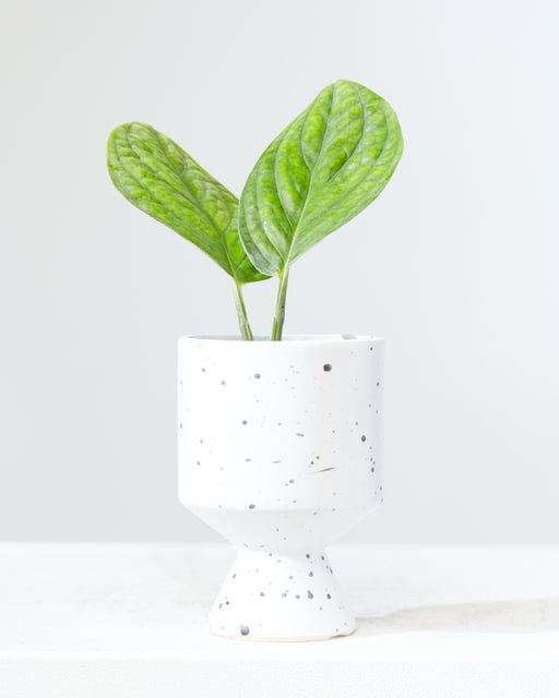 Monstera Peru: Monstera karstenianum - 4 inch pot