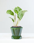 Rabbit Foot Prayer Plant: Maranta leuconeura - 4 inch pot