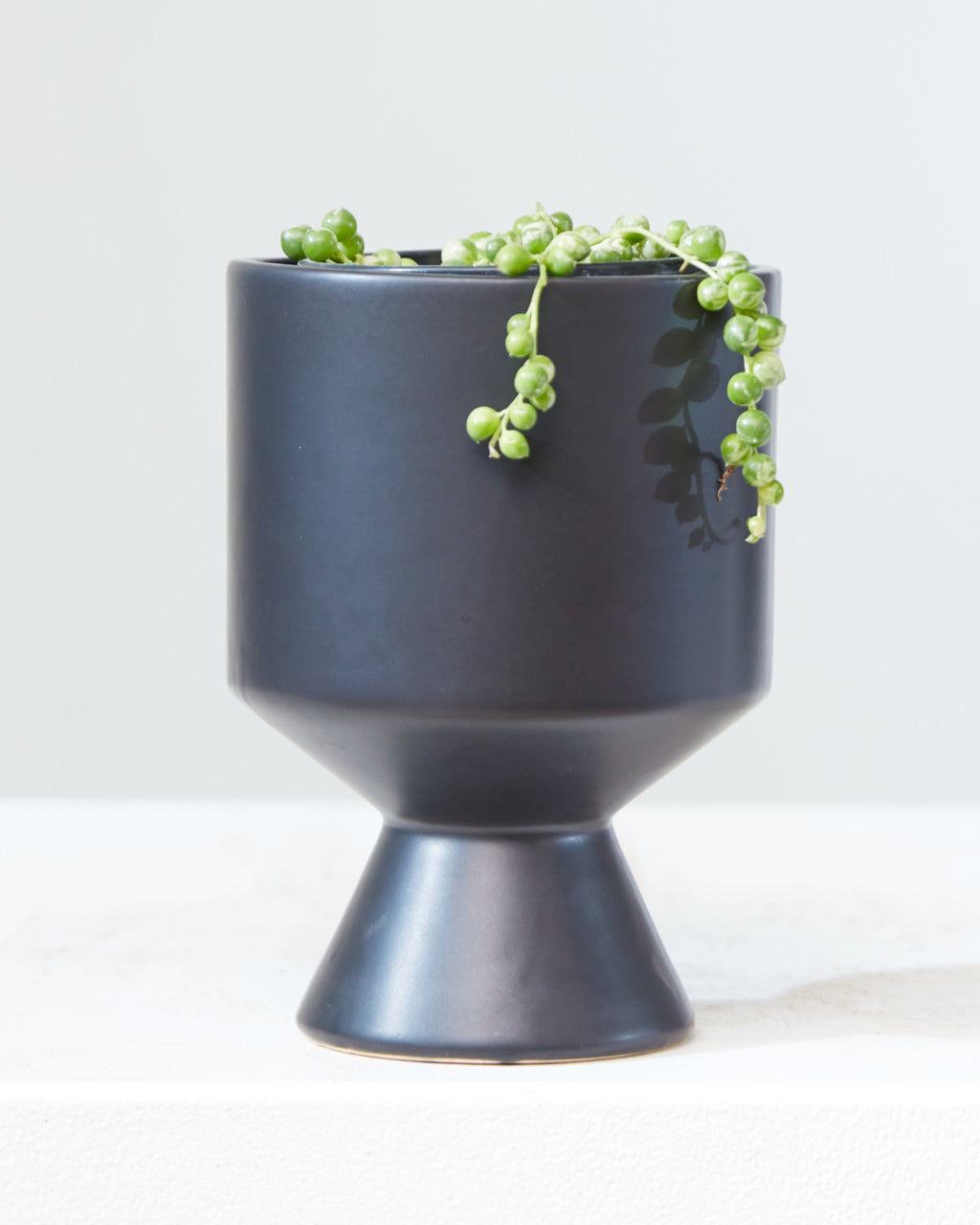 Variegated String of Pearls: Curio rowleyanus - 4 inch pot