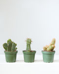 CACTUS TRIO - GROWER'S CHOICE 4" Grower Pot.