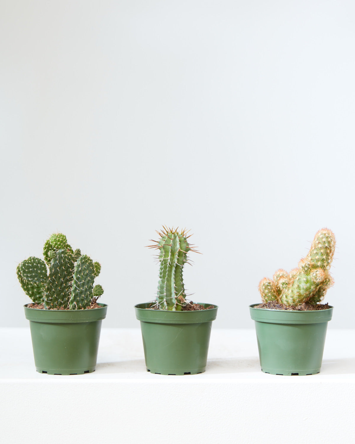 CACTUS TRIO - GROWER'S CHOICE 4" Grower Pot.