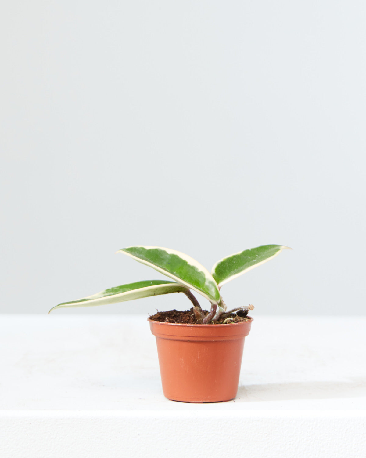 HOYA CARNOSA TRI-COLOUR 3" Grower Pot