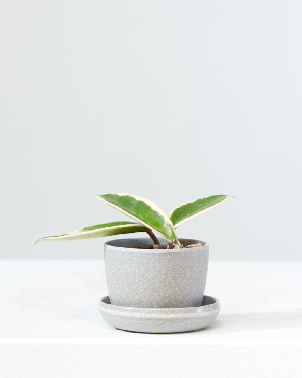 HOYA CARNOSA TRI-COLOUR 3" Grower Pot