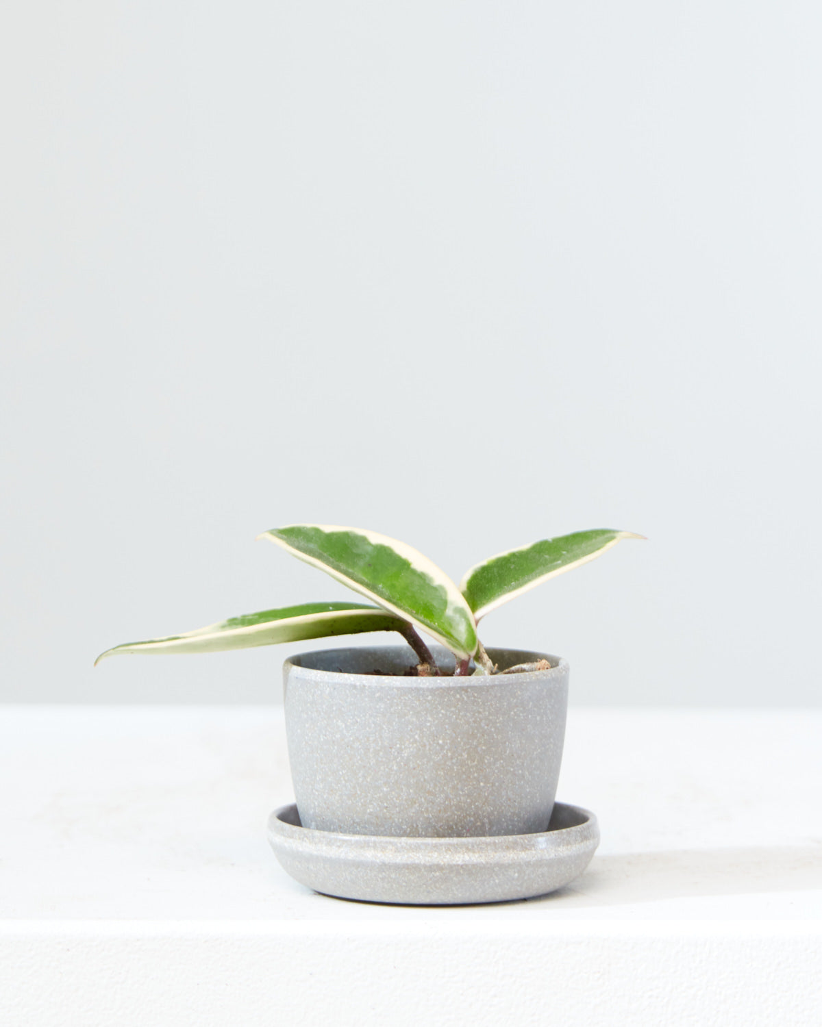 HOYA CARNOSA TRI-COLOUR 3" Grower Pot