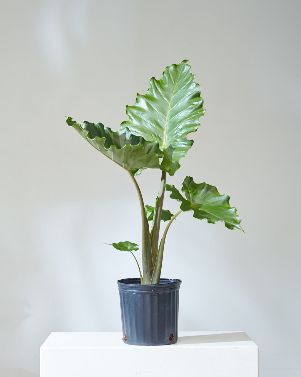 Portora Elephant Ear: Alocasia - 10 inch pot - 2-3 foot tall