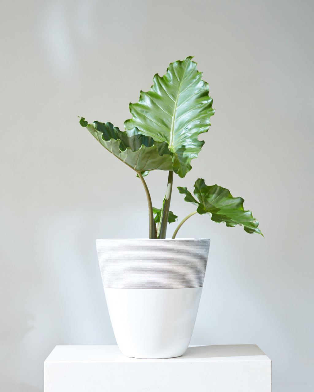 Portora Elephant Ear: Alocasia - 10 inch pot - 2-3 foot tall