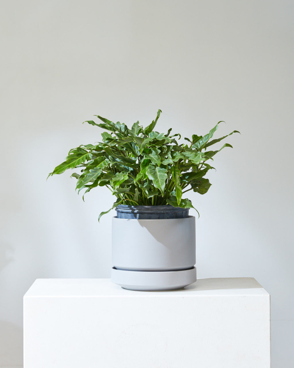 Round Two Ceramic Planter with Drainage and Tray | 10 inch Diameter