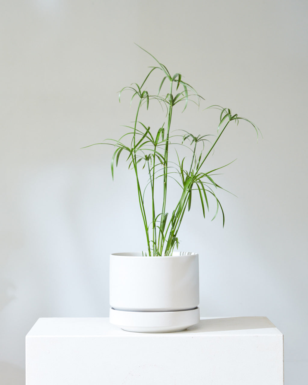 PAPYRUS UMBRELLA 6" Grower Pot