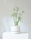 Round Two White Ceramic Planter with Drainage and Tray | 8 inch Diameter
