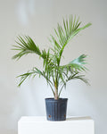 Majesty Palm: Ravenea rivularis | Patio Palm - 10 inch pot - 3-4 foot tall