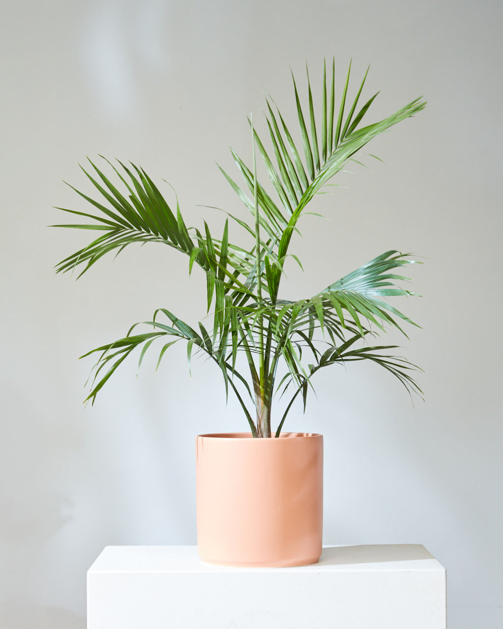 Majesty Palm: Ravenea rivularis | Patio Palm - 10 inch pot - 3-4 foot tall